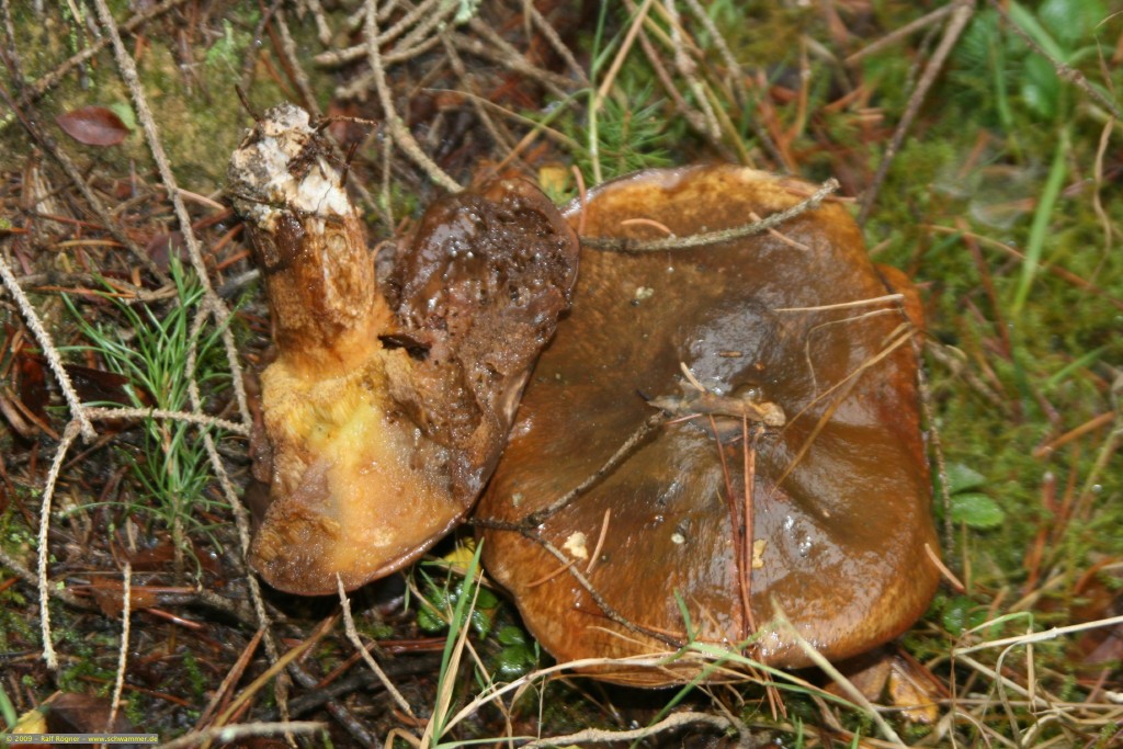 Butterröhrlinge