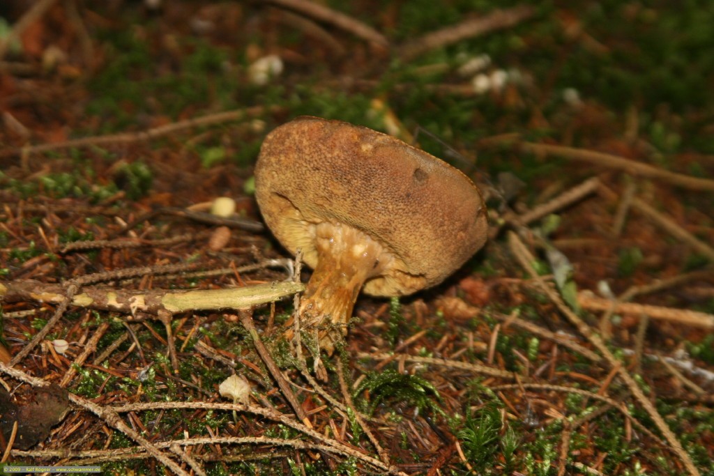 Maronenröhrling