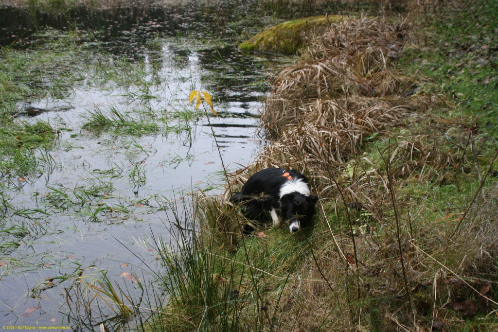 Molly am Teich