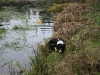 Molly am Teich