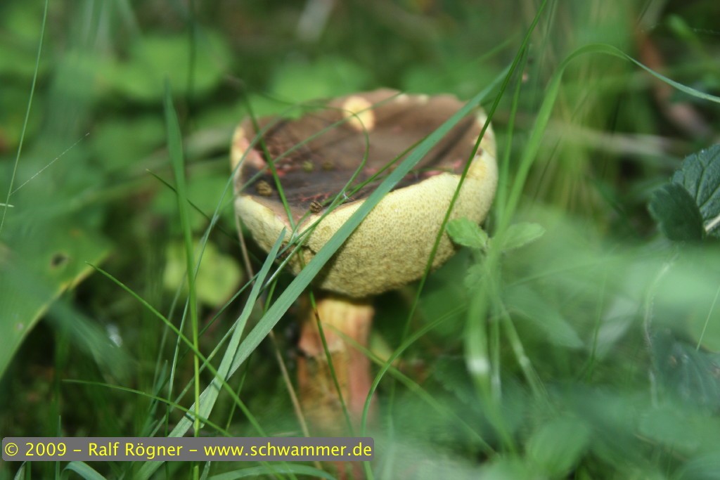 Rotfußröhrling