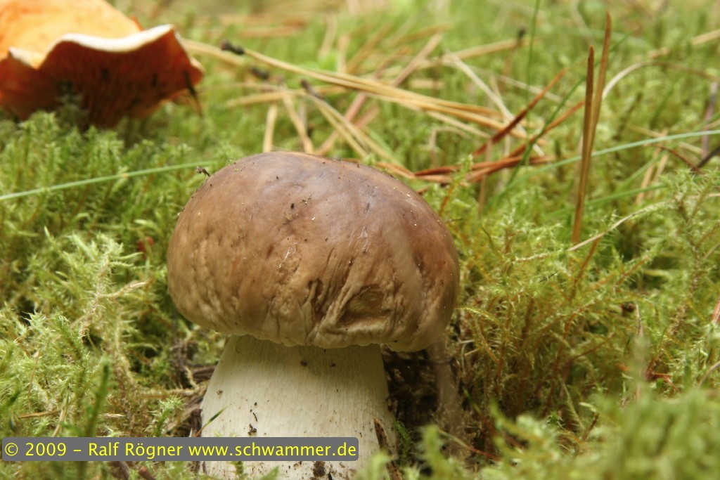 Fichtensteinpilz