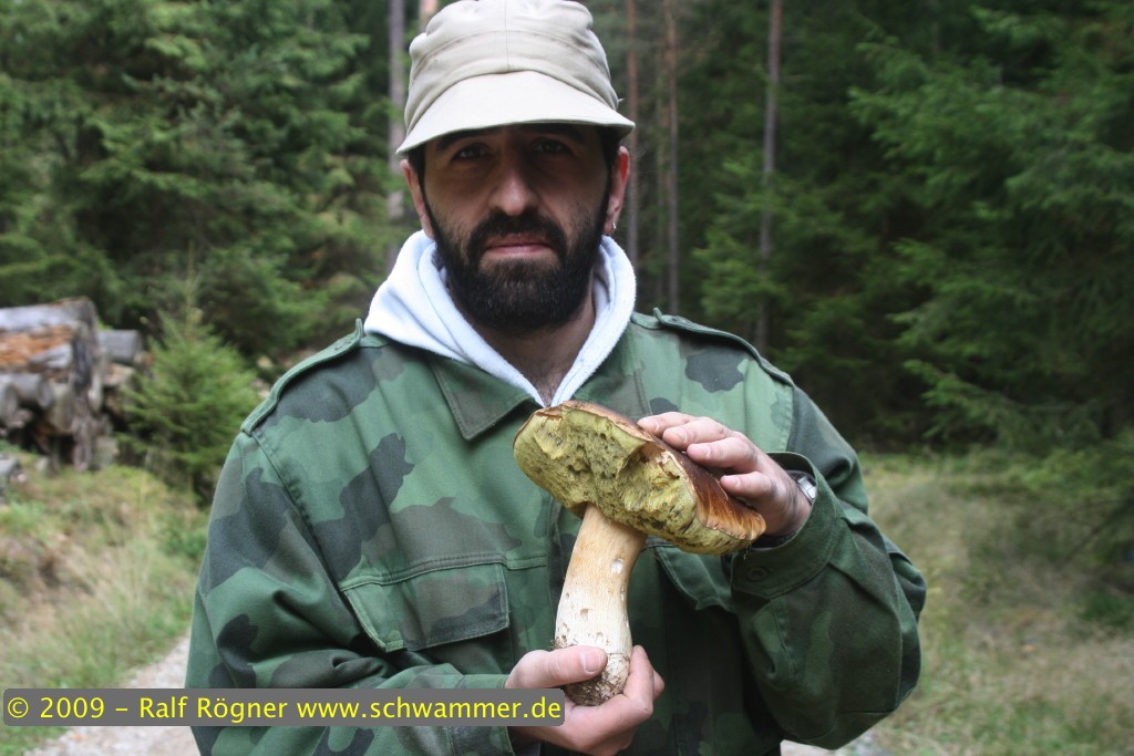Fichtensteinpilz