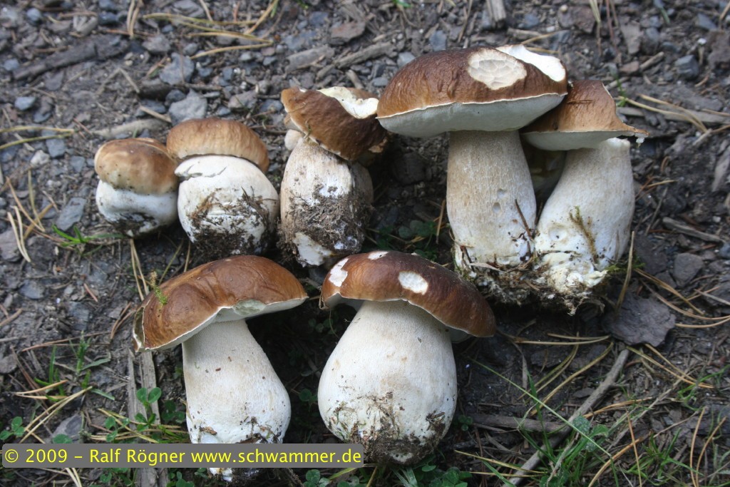 Fichtensteinpilze