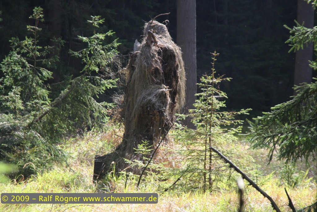 Riesenwurzel