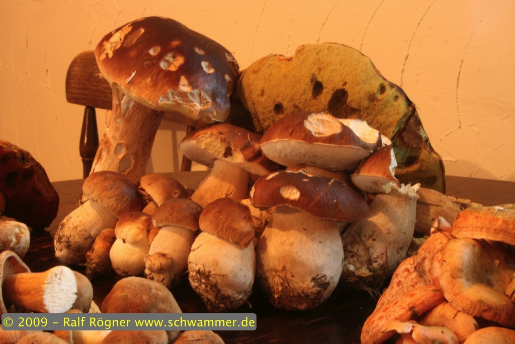 Steinpilze