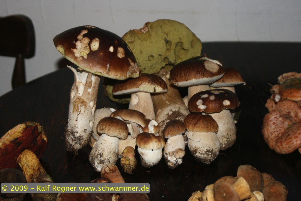 Steinpilze